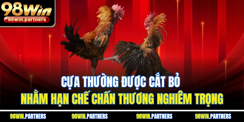 Cựa thường được cắt bỏ nhằm hạn chế chấn thương nghiêm trọng Cựa thường được cắt bỏ nhằm hạn chế chấn thương nghiêm trọng